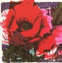 ‘Poppy’ ( we will remember )