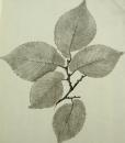 Beech leaves, a study